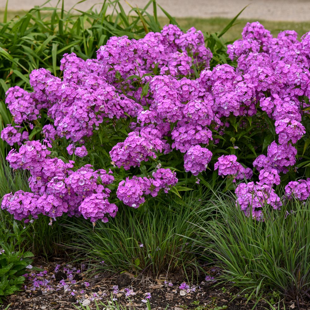 Phlox 'Fashionably Early Flamingo'