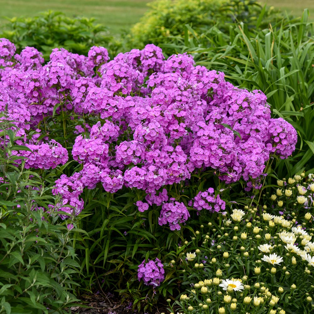 Phlox 'Fashionably Early Flamingo'