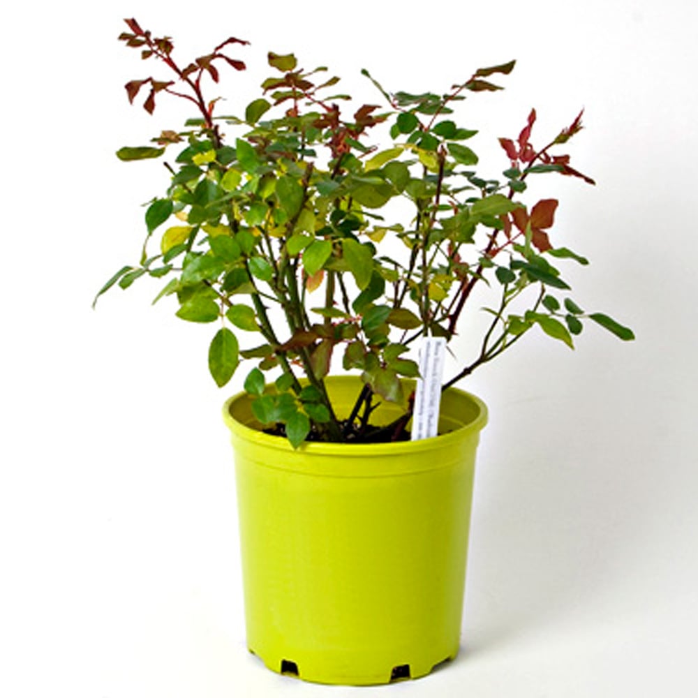 Rose Peachy Knock Out®