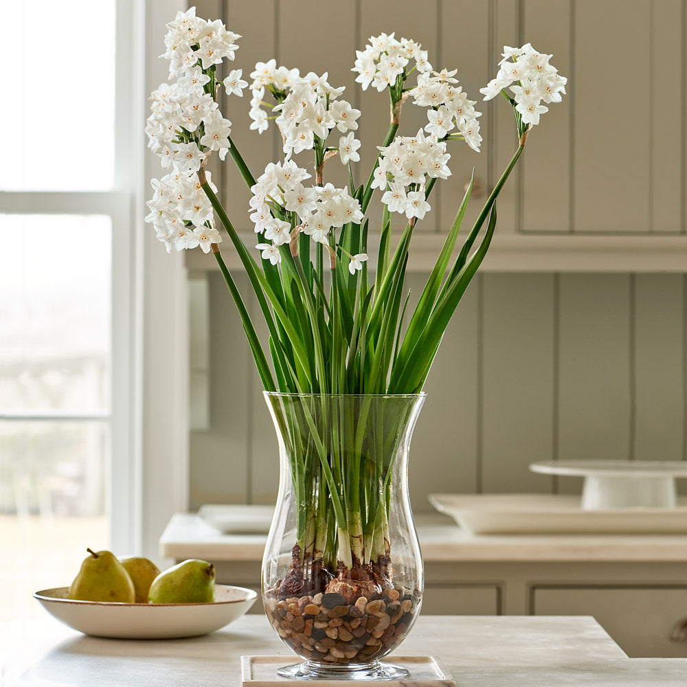 Paperwhite Kit with Hurricane Vase