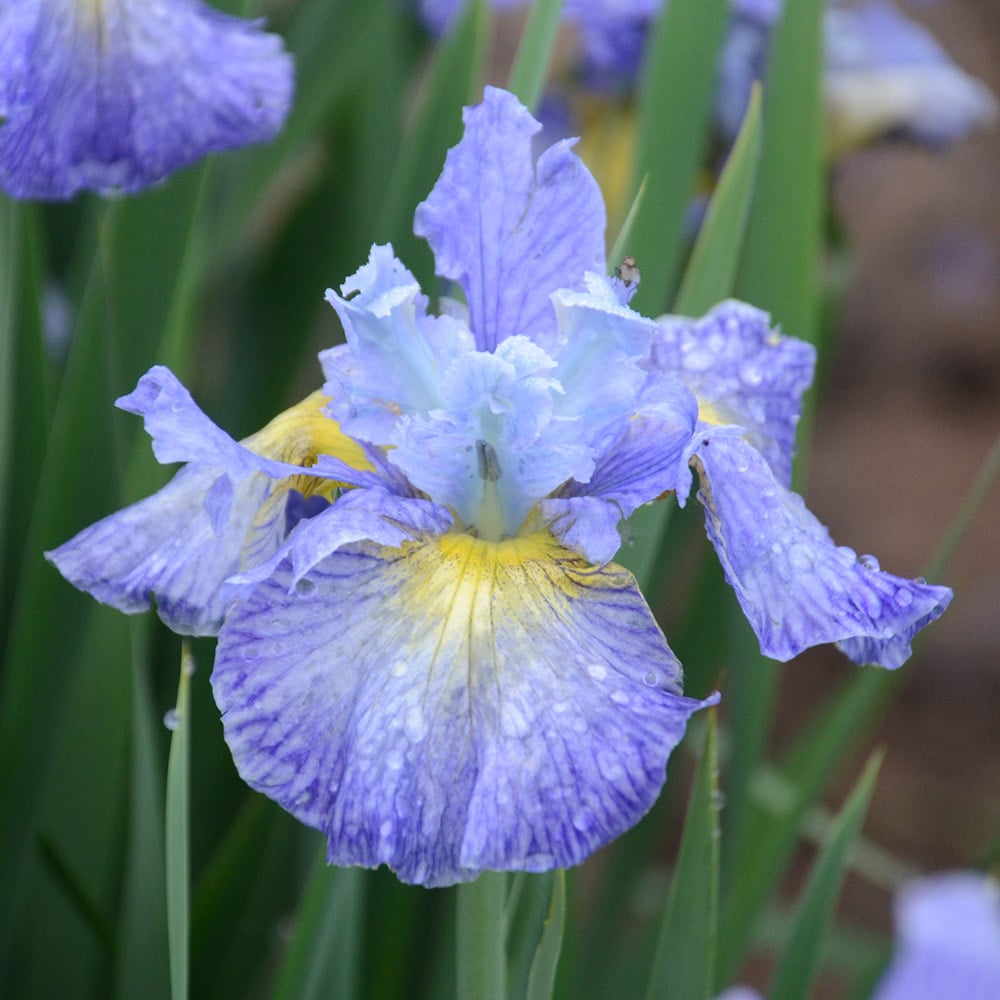 Wings Over Water Siberian Iris Collection