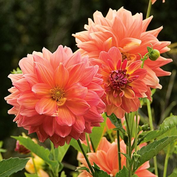 The Big Six Dahlia Collection