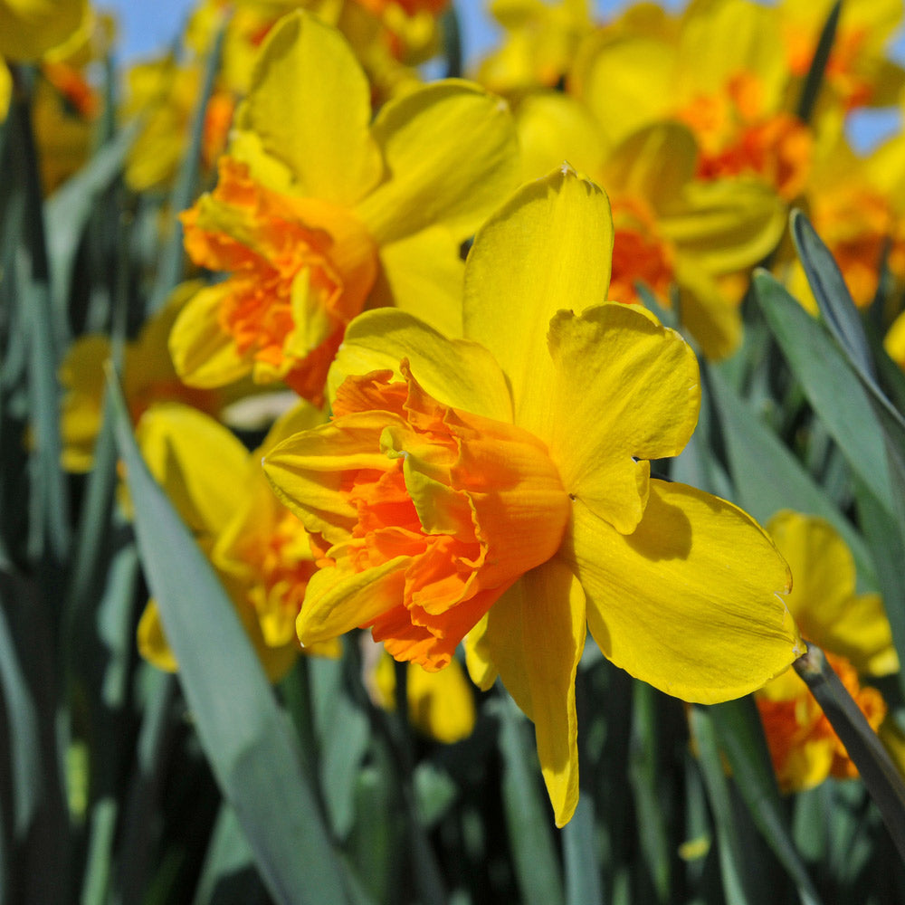 Narcissus 'Sizzling Fire'