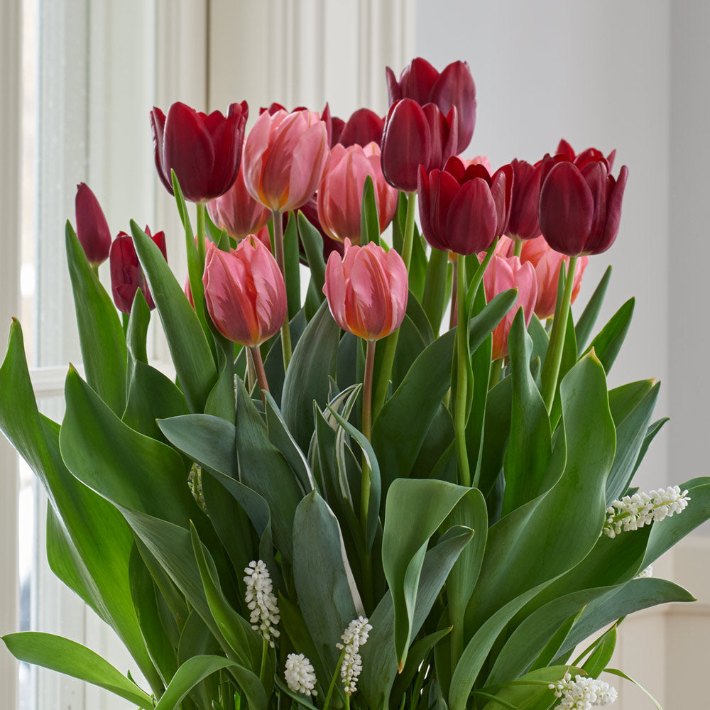 Velvet Magic Bulb Garden in large Birch basket