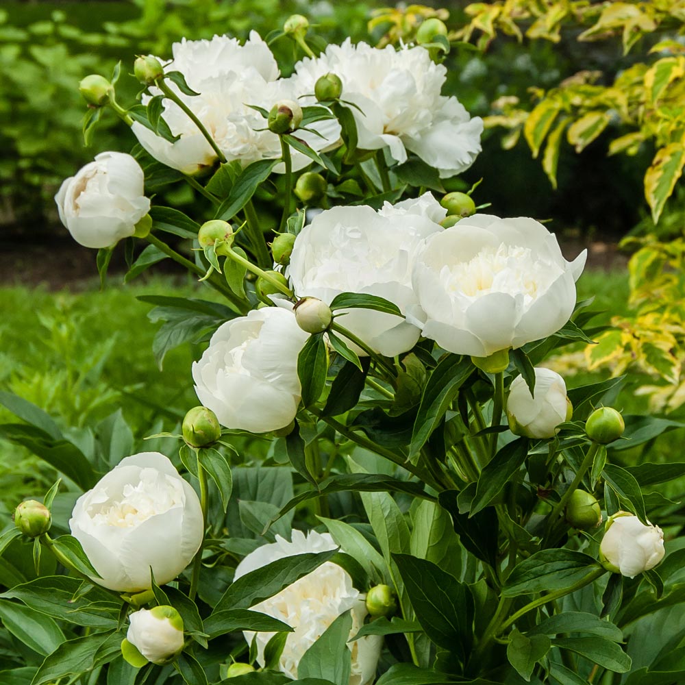 Fragrant White Peony Collection