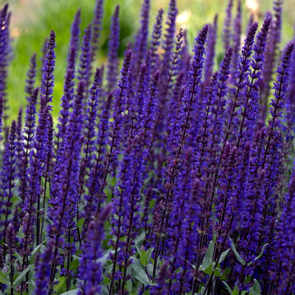 Long-Season Hummingbird Garden