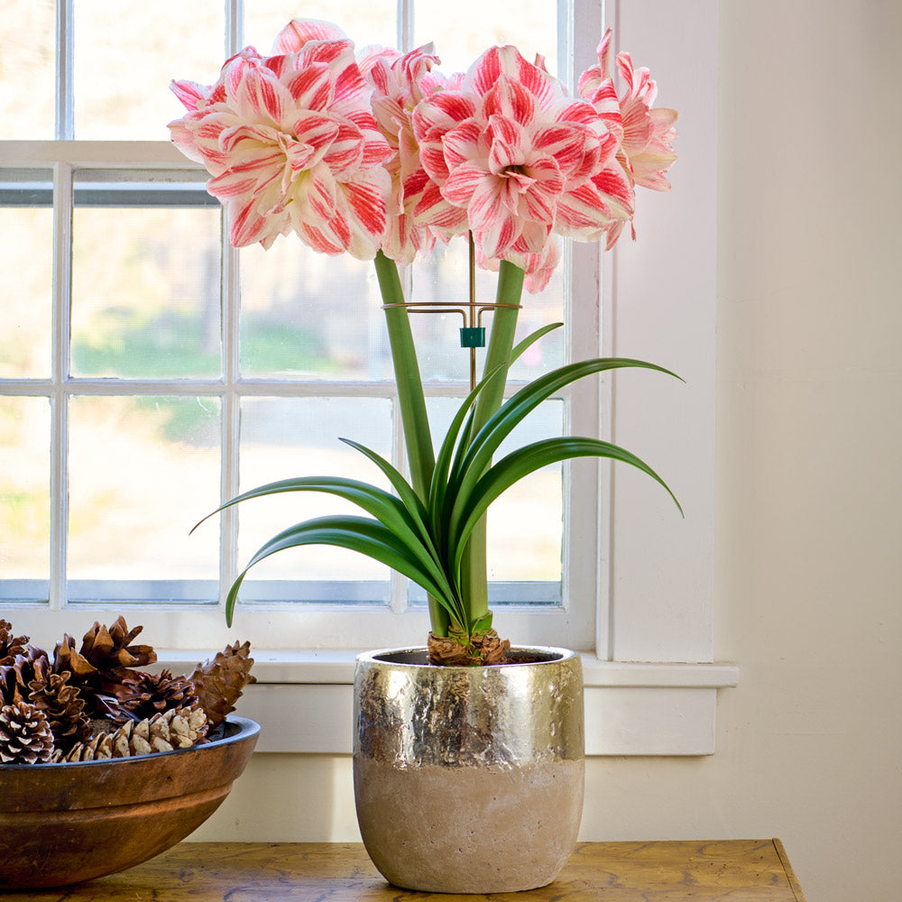 Amaryllis 'Amazing Belle,' one bulb in Touch of Gold Ceramic Cachepot kit