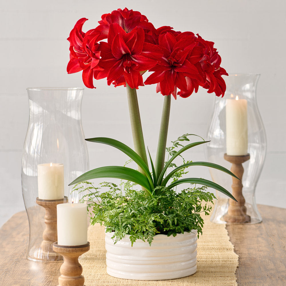 Amaryllis 'Double Delicious' & Fern Dish Garden Kit