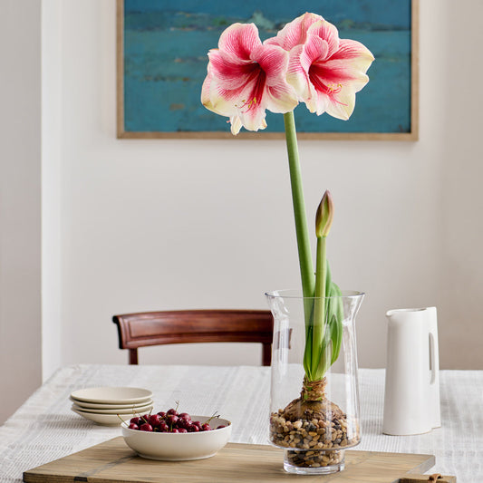 Amaryllis 'Pink Beauty'