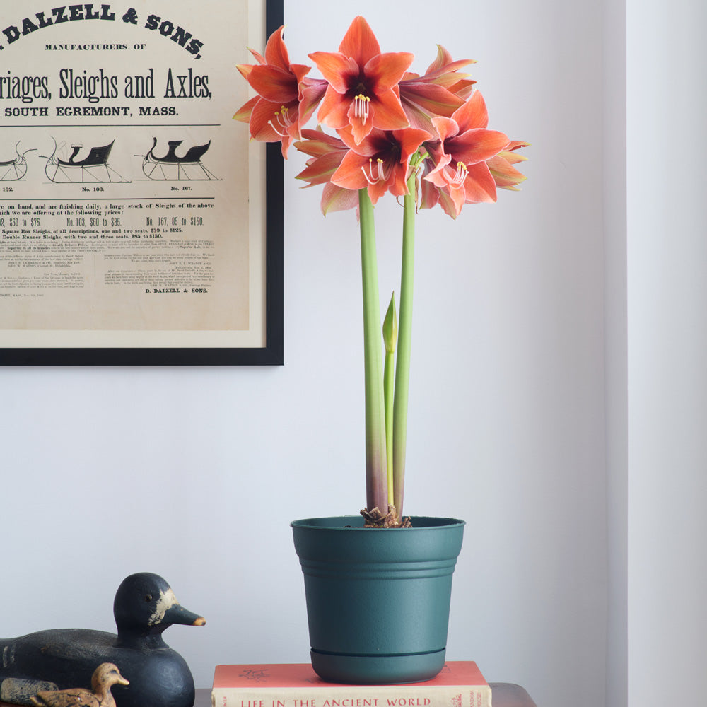Amaryllis 'Terra Mystica,' one bulb in nursery pot