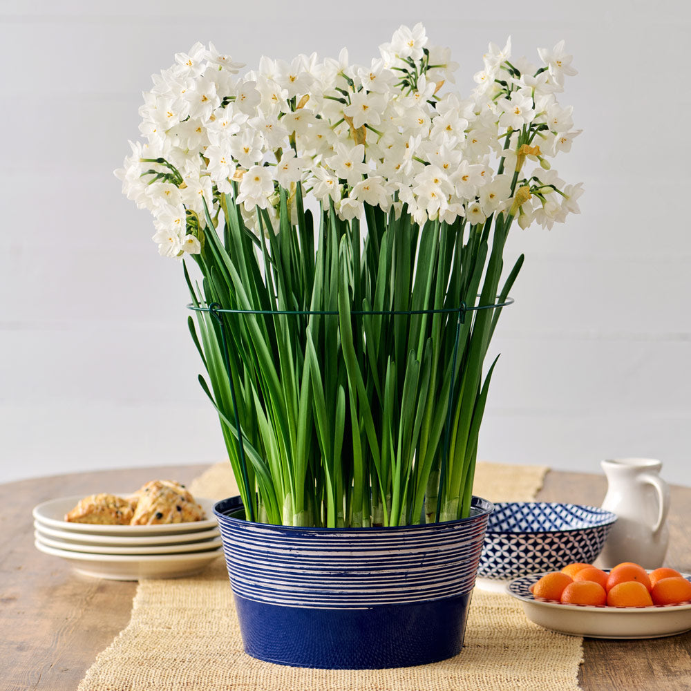 Paperwhite Kit with blue metal cachepot