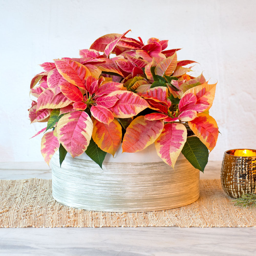 Marble Poinsettia Dish Garden Kit
