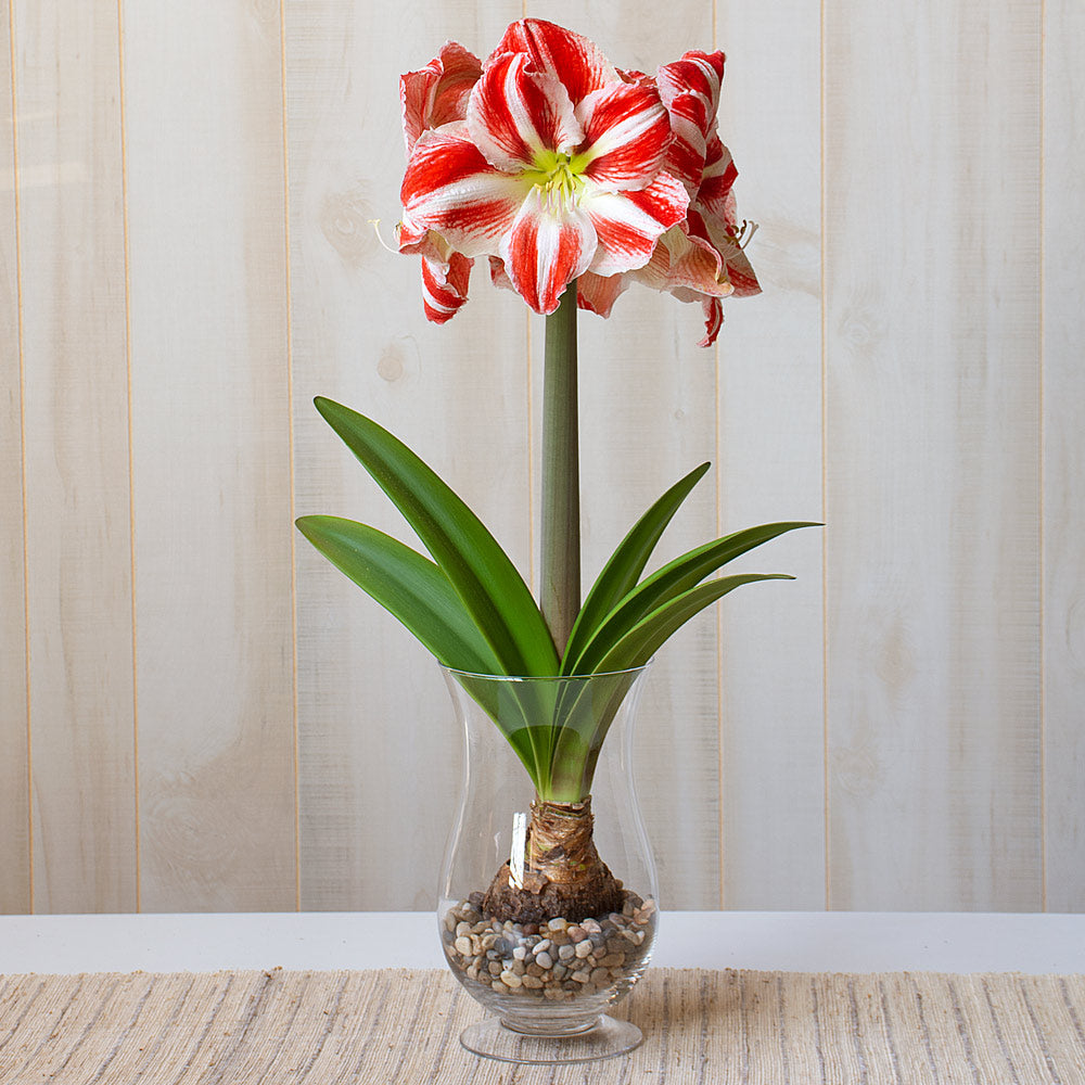 Amaryllis 'Clown,' one bulb with hurricane vase kit