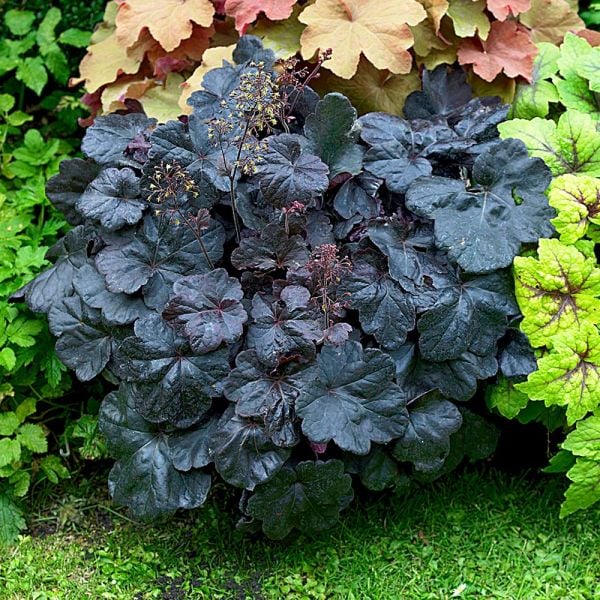 Octoberfest Fall Container Garden