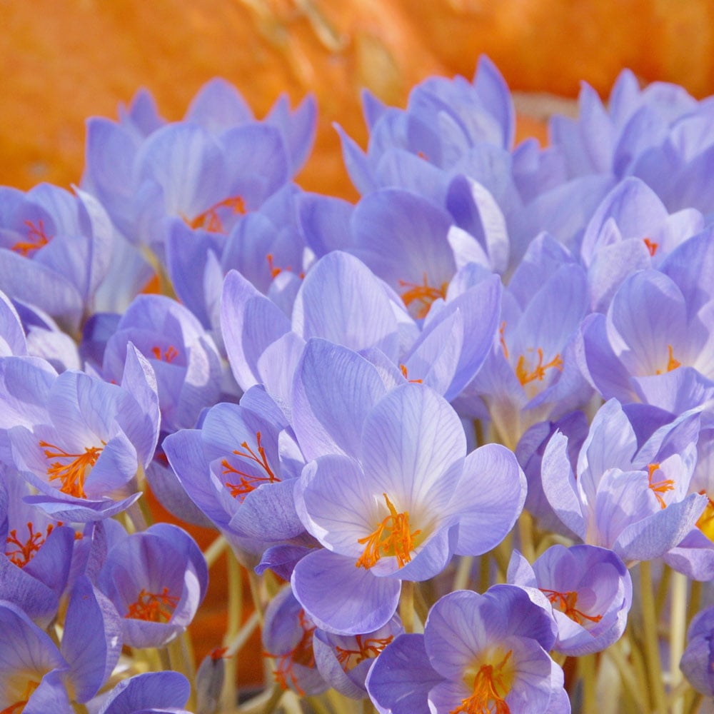 Fall-Blooming Crocus Mix