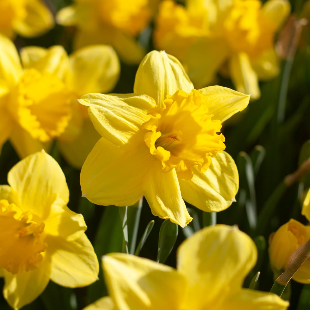 Narcissus 'Carlton'