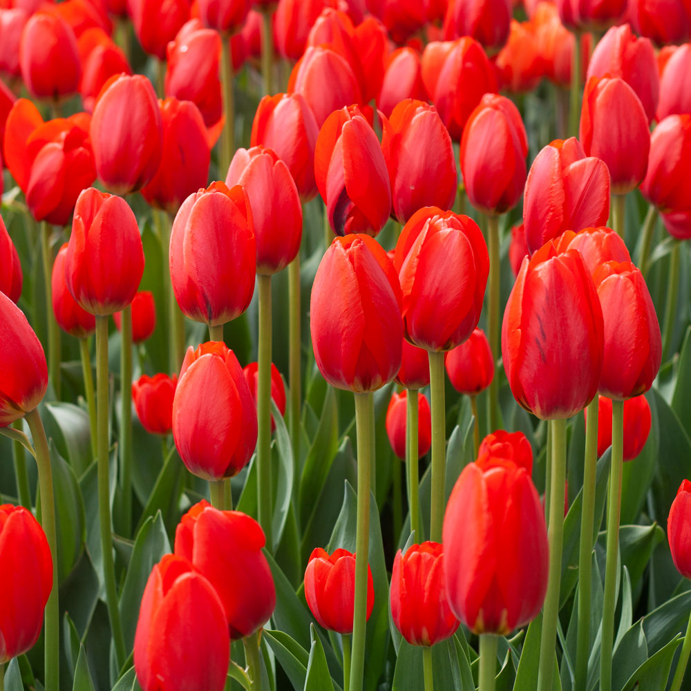 White Flower Farm Perennial Tulip Collection