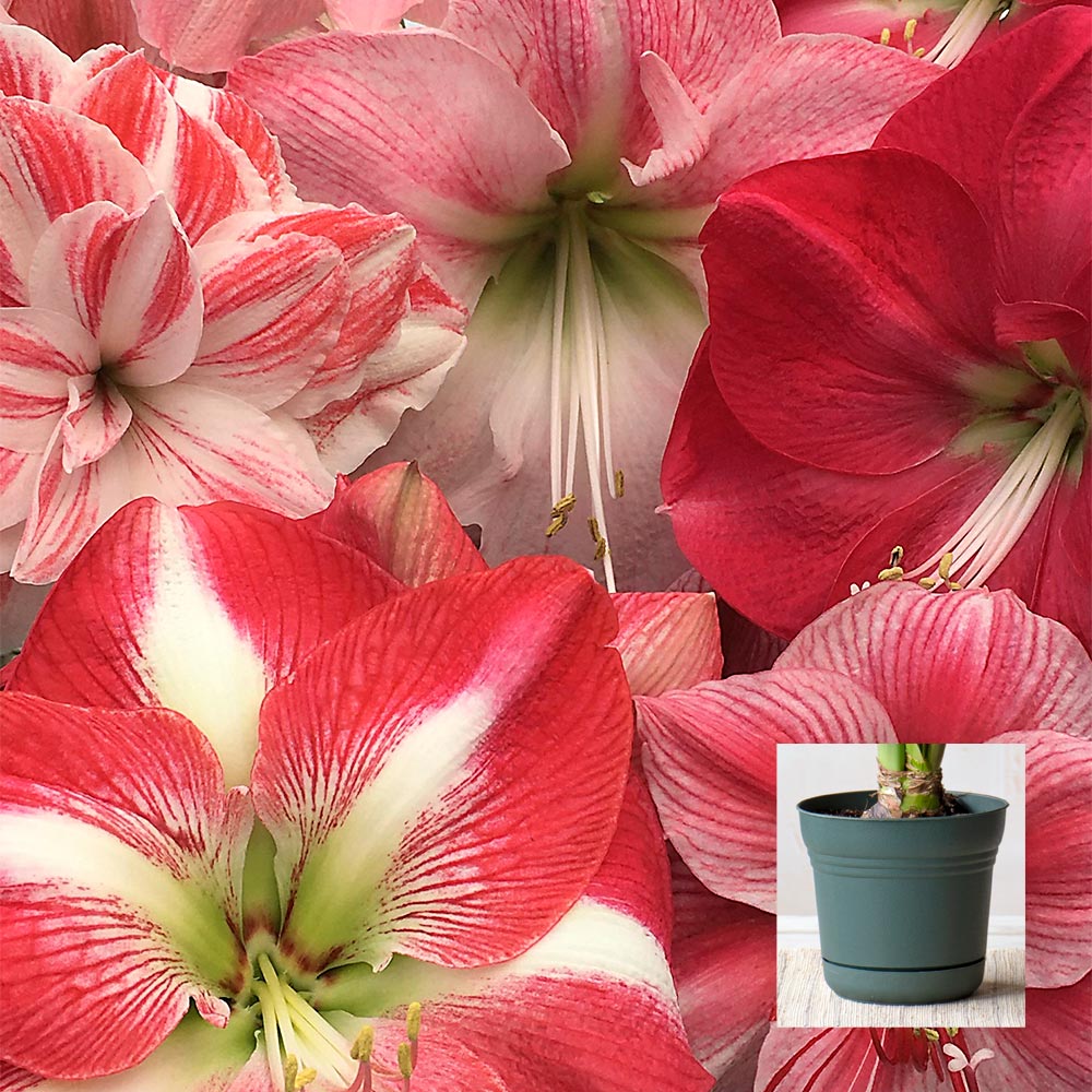 Amaryllis Candyland Pink Trio, 3 bulbs in nursery pots