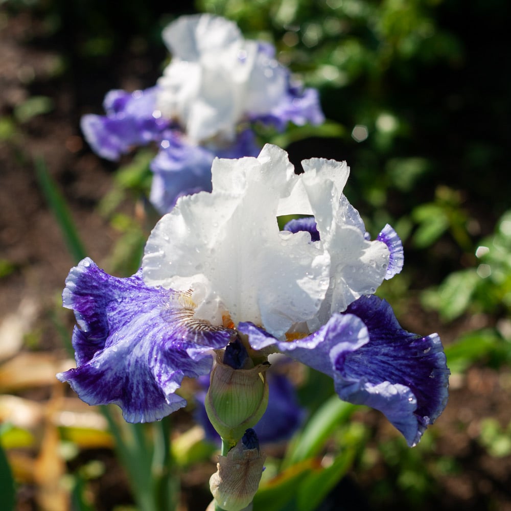 Iris germanica 'Tillamook Bay'