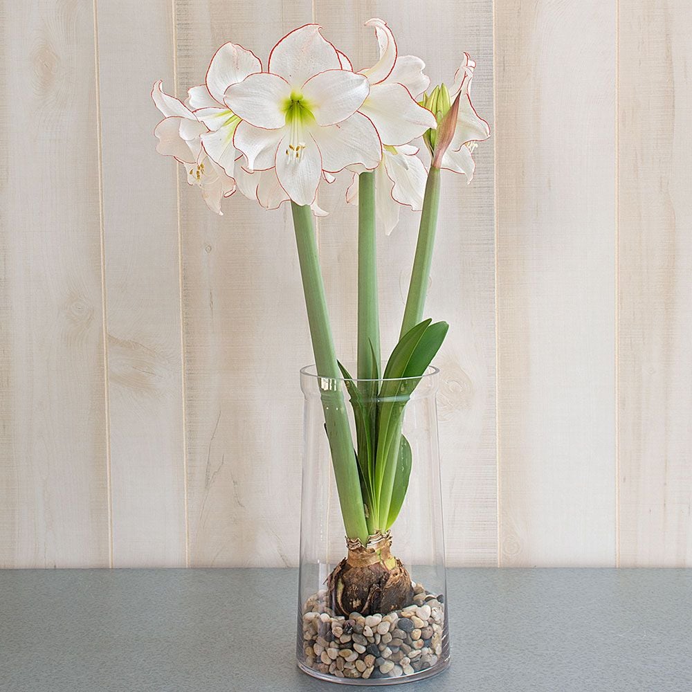 Amaryllis 'Picotee,' one bulb with vase kit