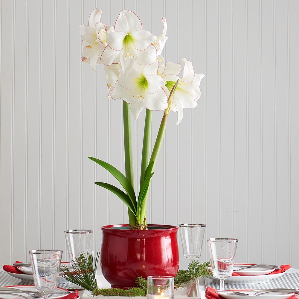 Amaryllis 'Picotee,' one bulb in cachepot