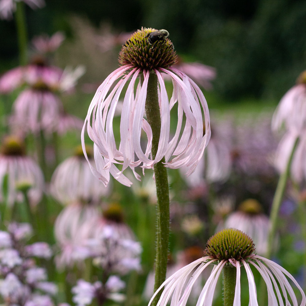 Echinacea pallida