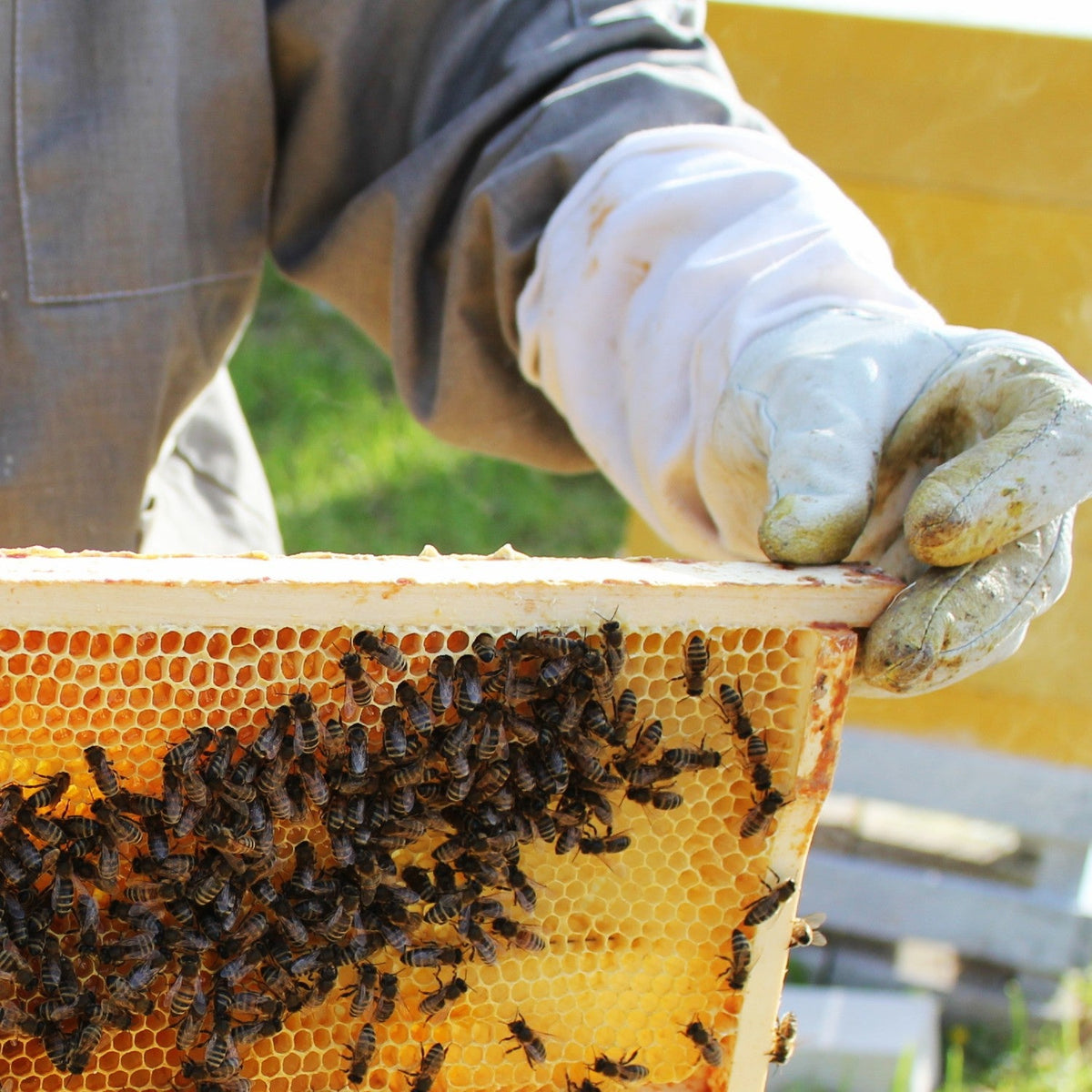 8-Frame Varroa Mite Screen Base for Hive