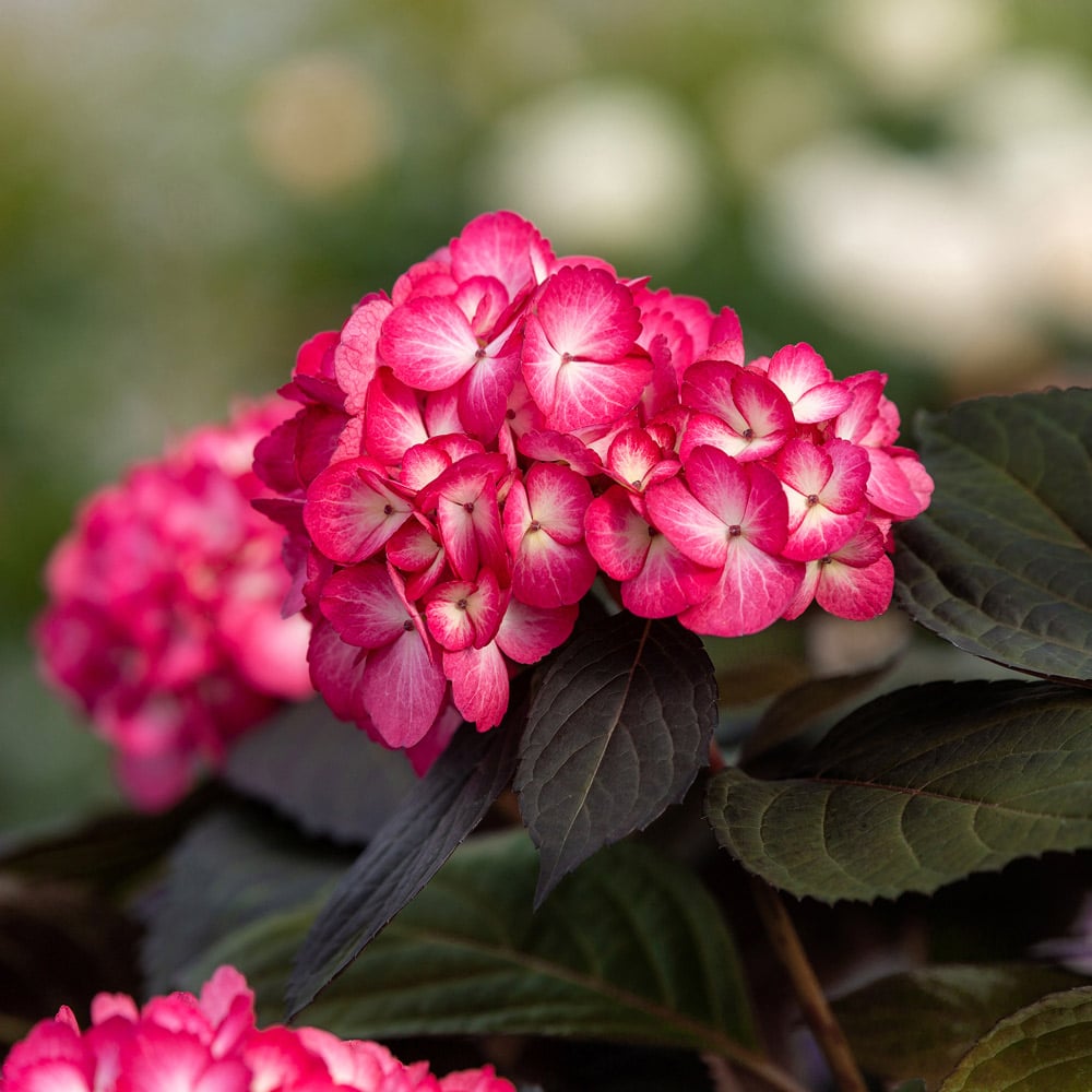 Hydrangea macrophylla Eclipse®