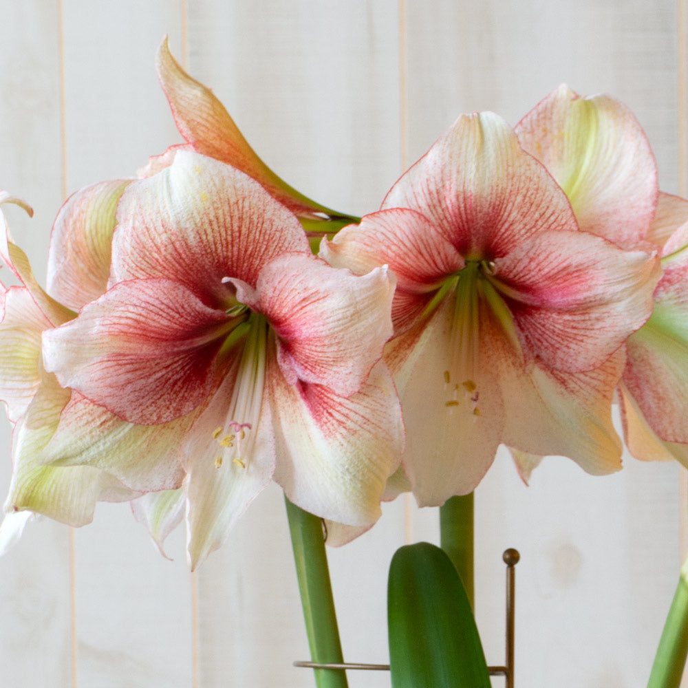 Amaryllis 'Grandise Fantasy,' one bulb in natural jute basket