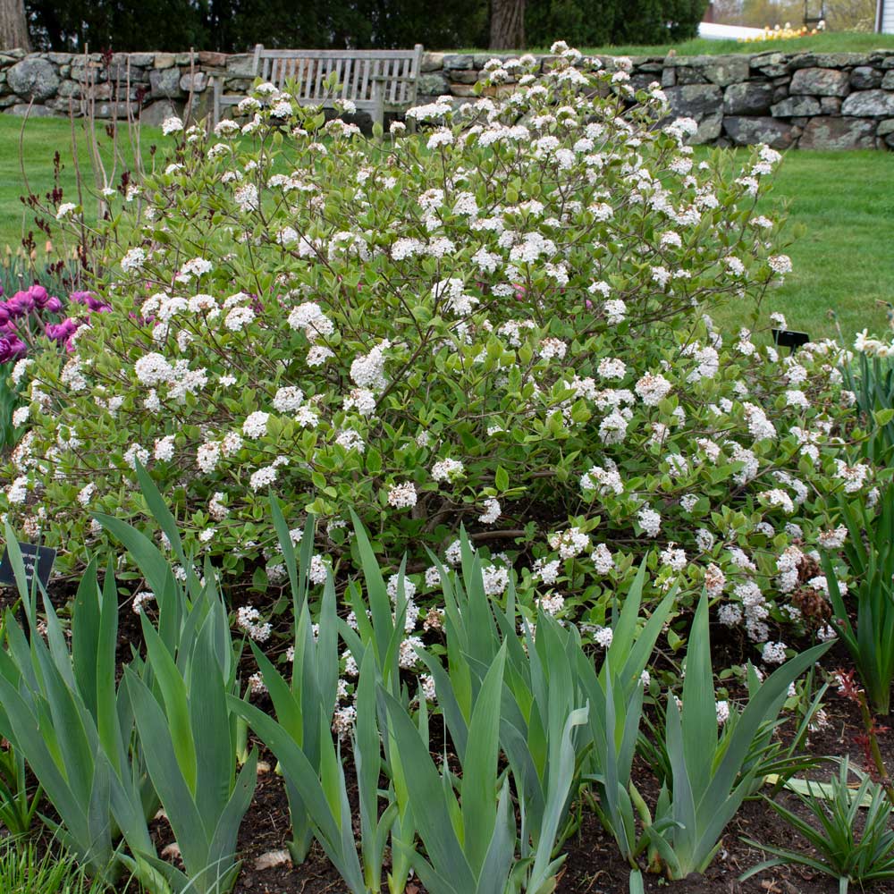 Viburnum carlesii Spice Baby™