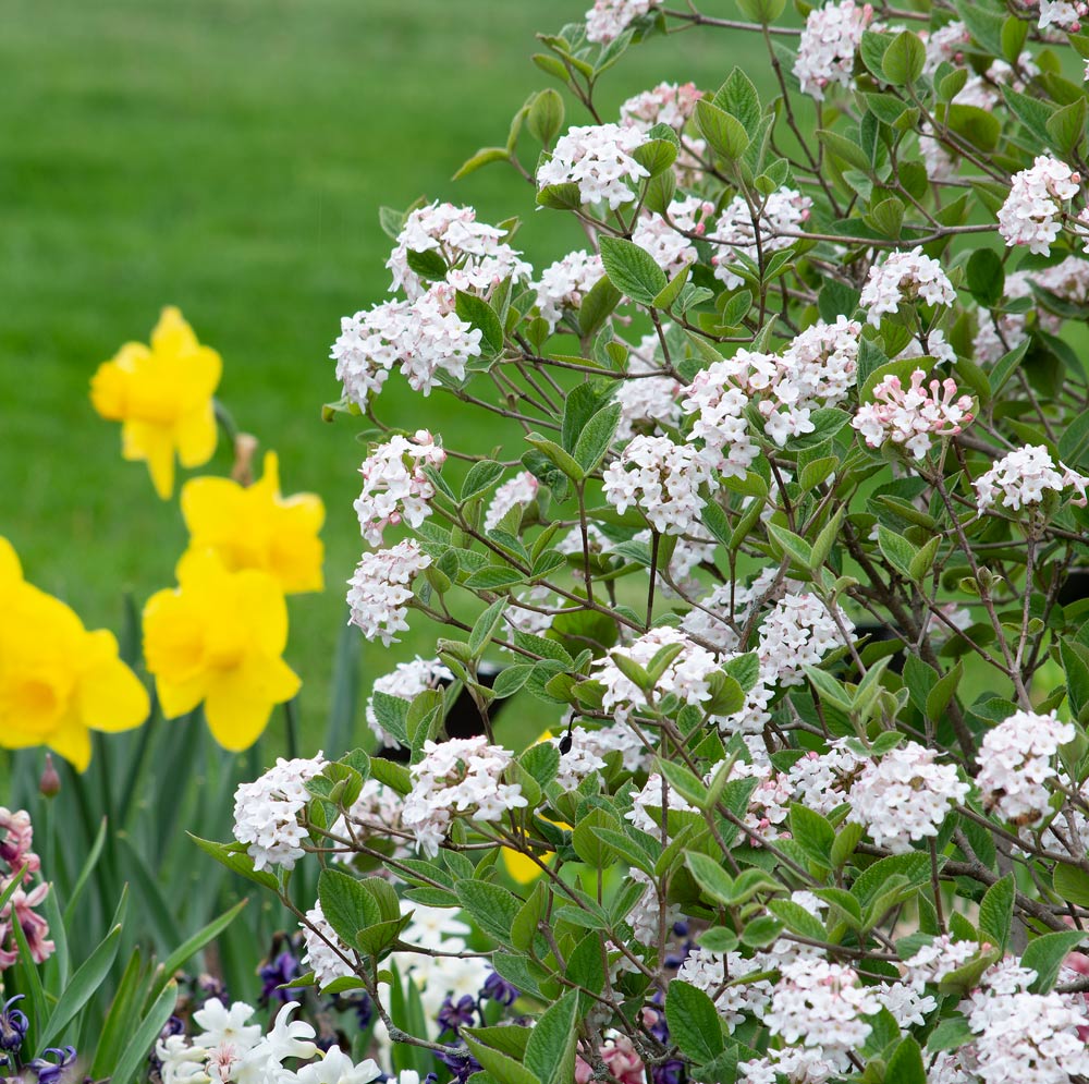 Viburnum carlesii Spice Baby™