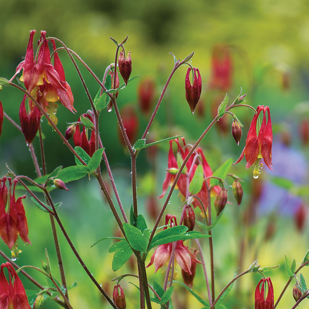 Aquilegia canadensis, tray of 32 plugs