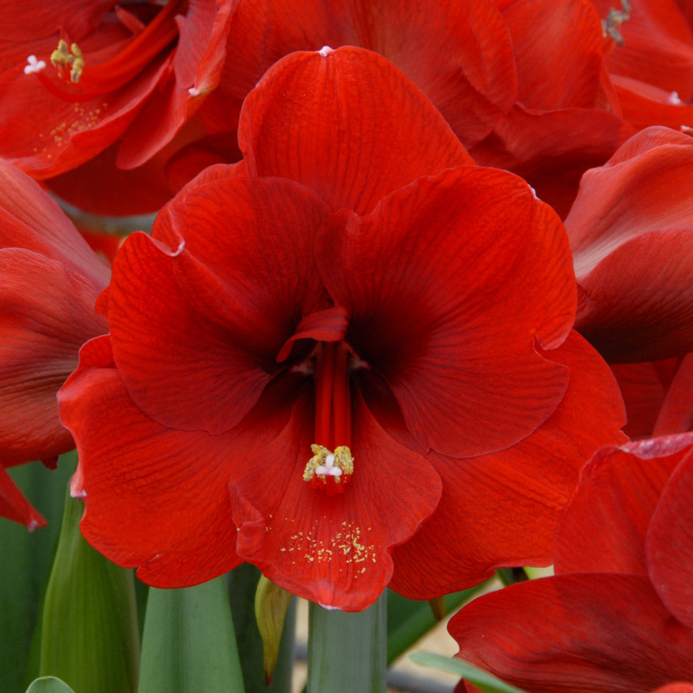 Amaryllis 'Ferrari,' one bulb with hurricane vase kit