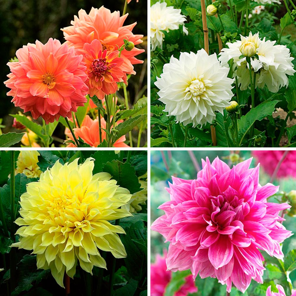 Dinnerplate Dahlia Collection