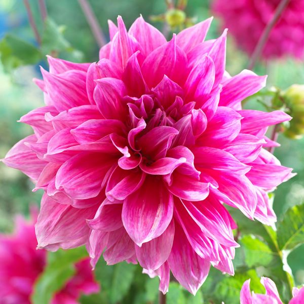 Dinnerplate Dahlia Collection