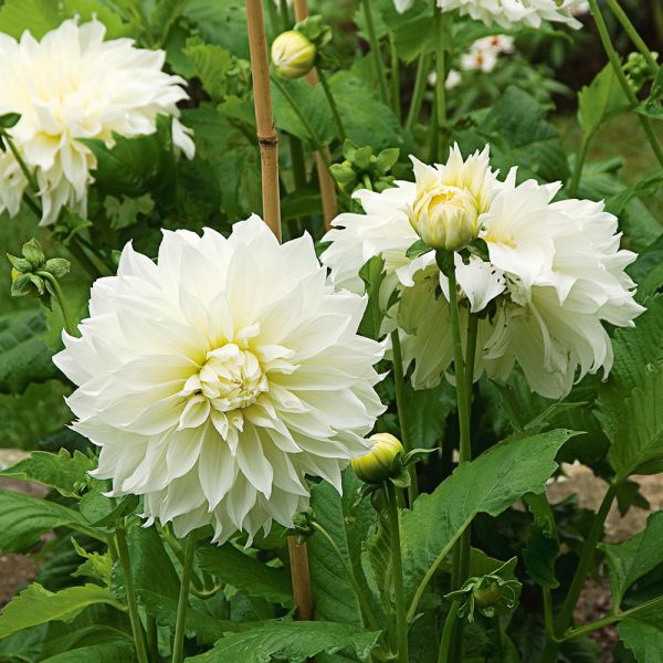 Dinnerplate Dahlia Collection
