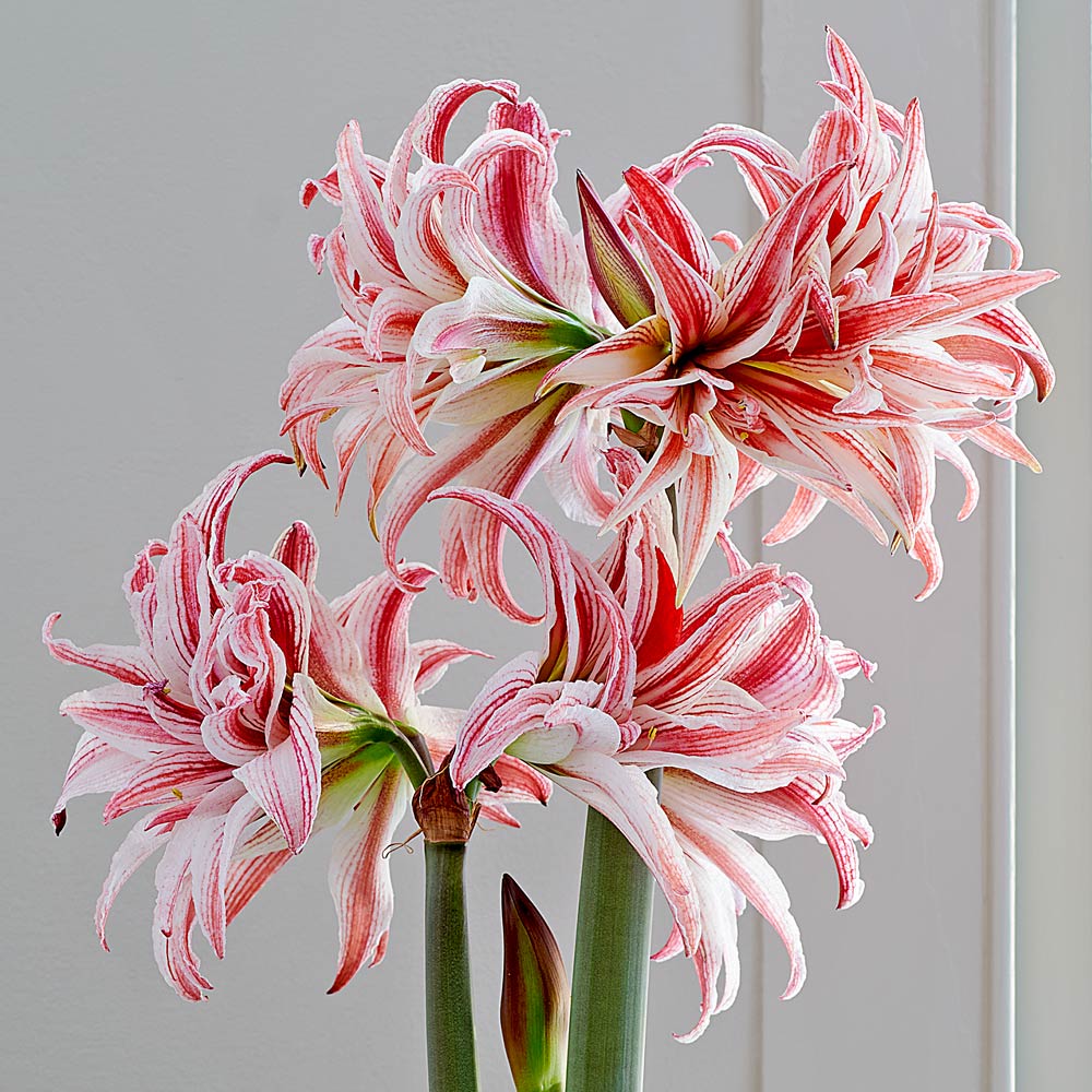 Amaryllis 'Doublet,' one bulb in natural jute basket