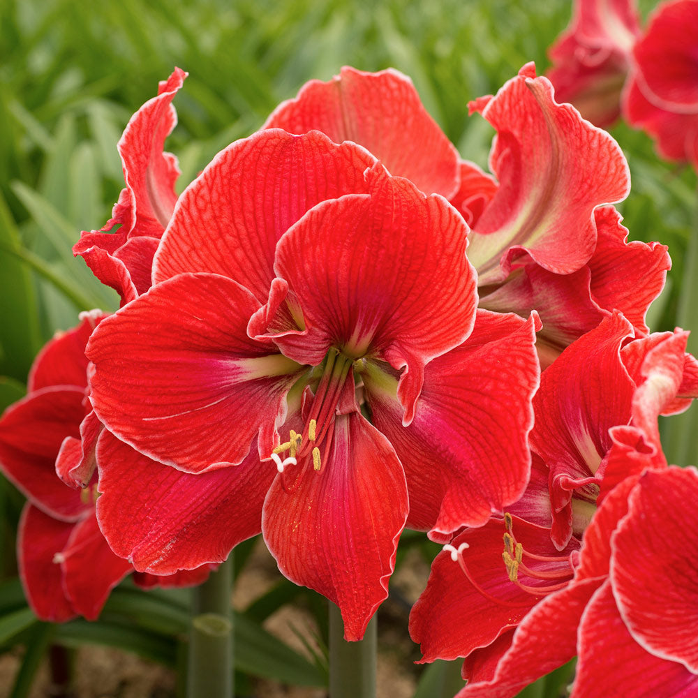 Amaryllis 'Magical Touch,' one bulb in Birch basket