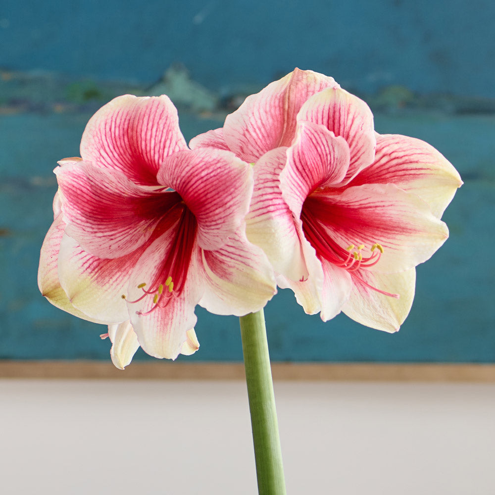 Amaryllis 'Pink Beauty,' one bulb in natural jute basket