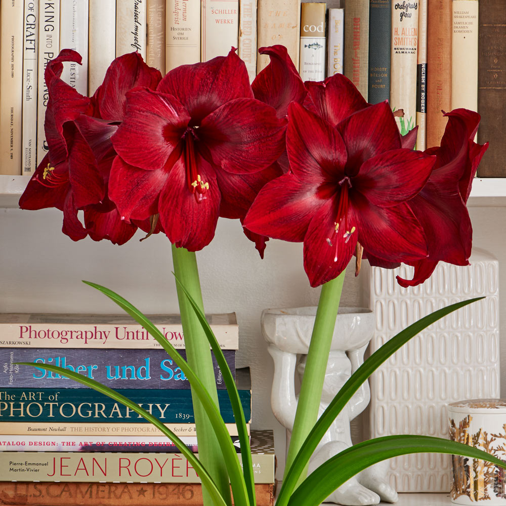 Amaryllis 'Red Pearl,' one bulb with hurricane vase kit
