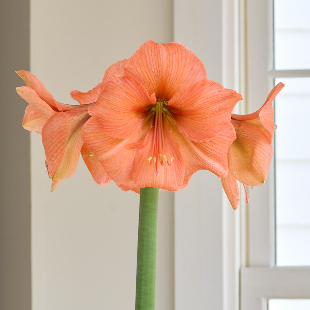 Amaryllis 'Rilona,' two nursery pots in natural jute basket