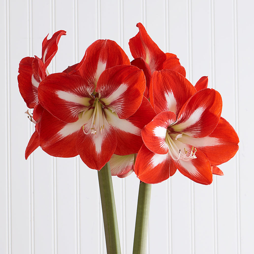 Amaryllis 'Stargazer,' one bulb in natural jute basket