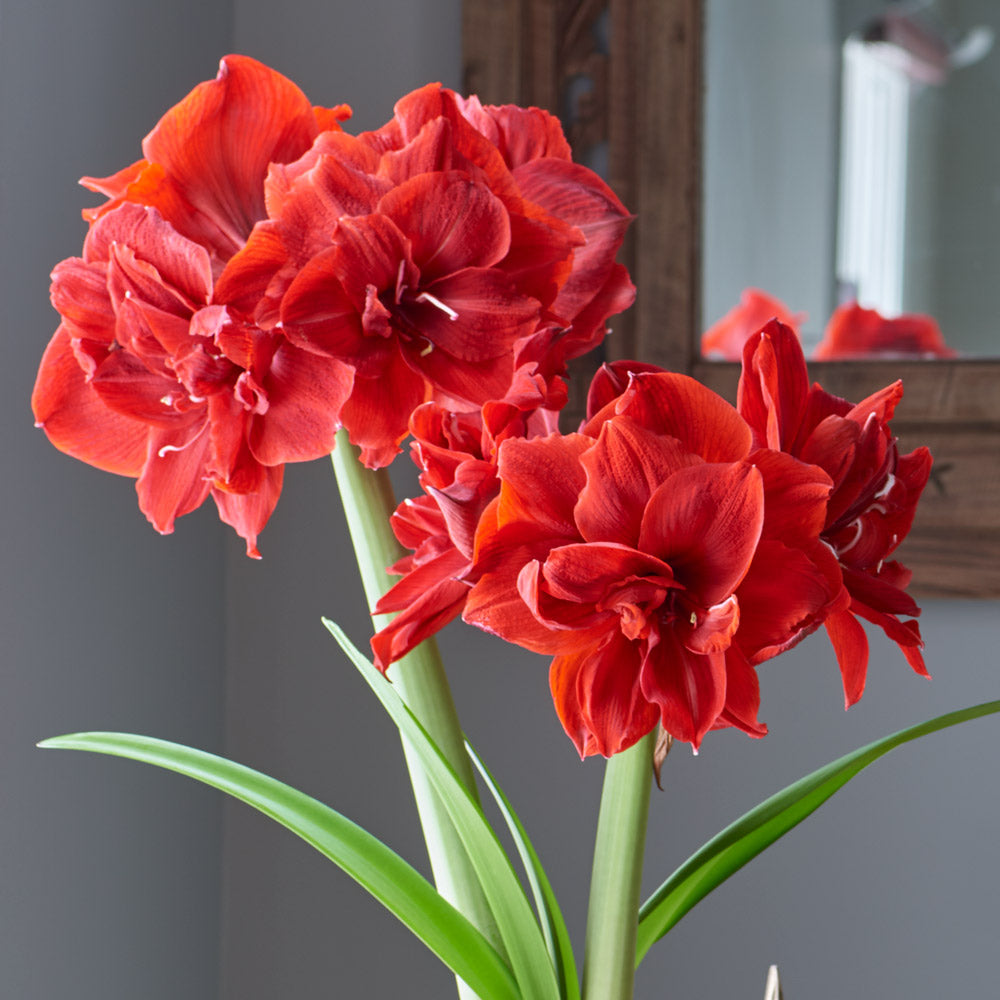 Amaryllis 'Red Toro,' two nursery pots in natural jute basket