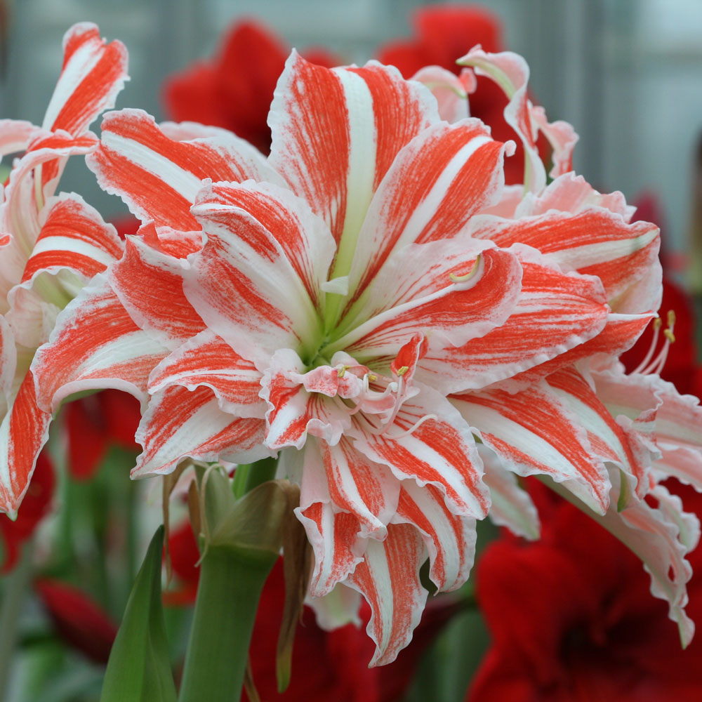 Amaryllis 'Dancing Queen,' one bulb in natural jute basket