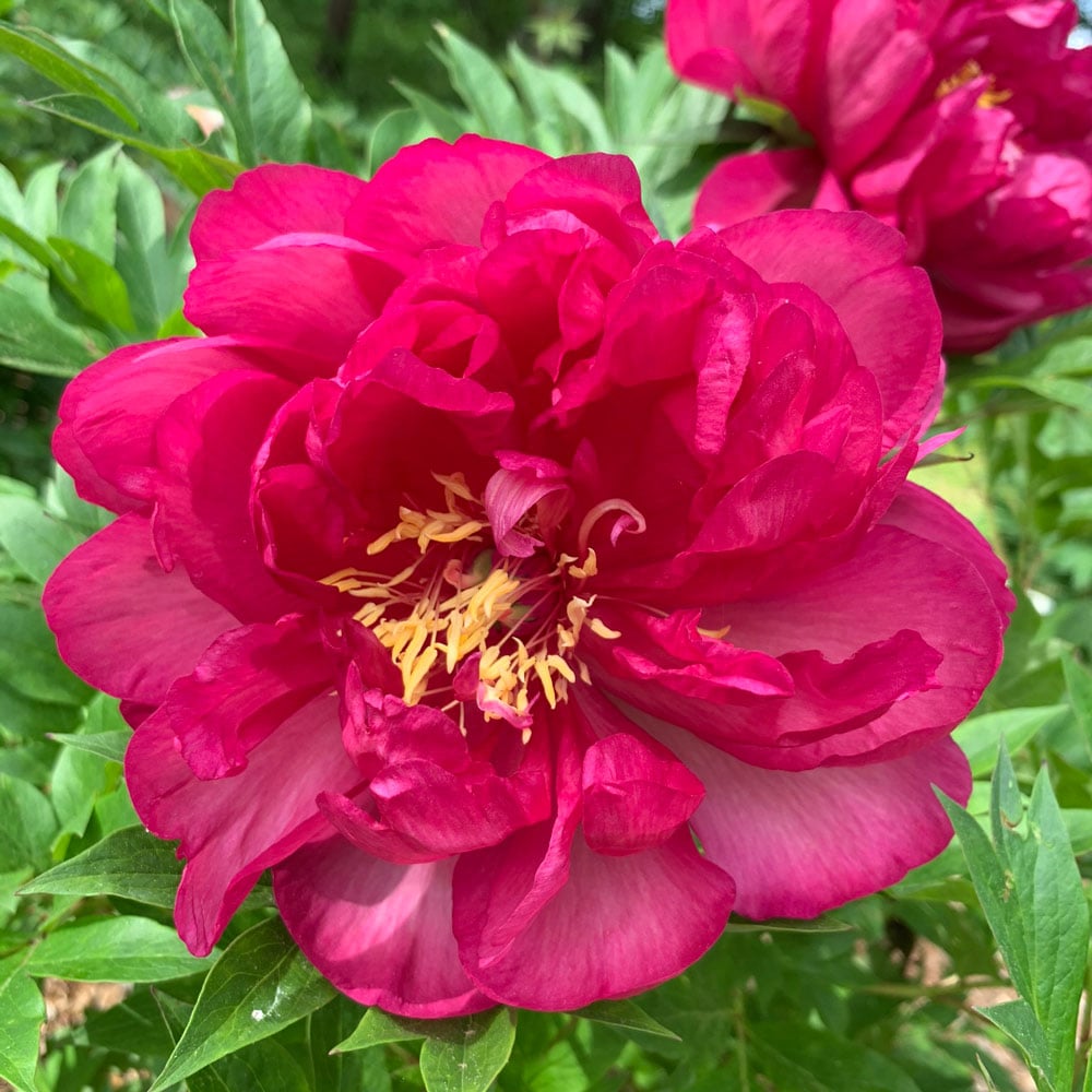 Itoh Peony Garden Candy® Candy Apple™