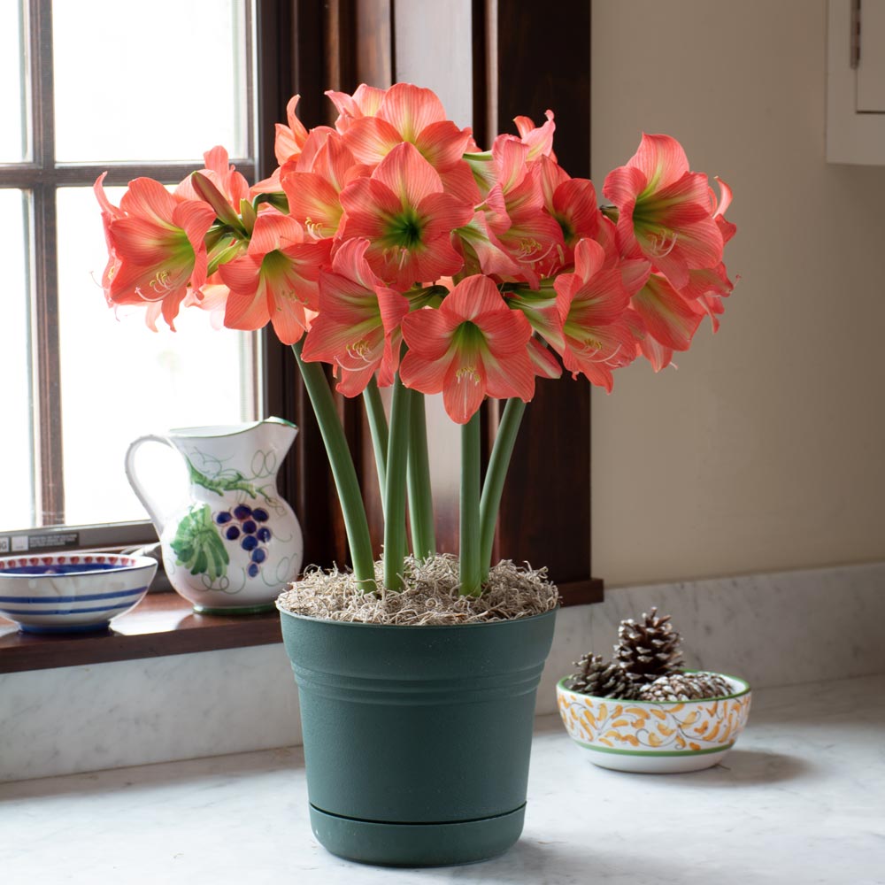 Amaryllis 'Belladonna,' 3 bulbs in nursery pot