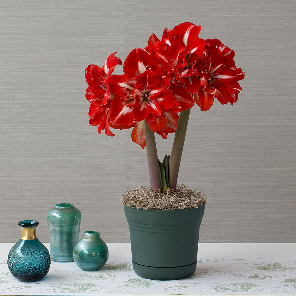 Amaryllis 'Rock 'n Roll,' one bulb in nursery pot