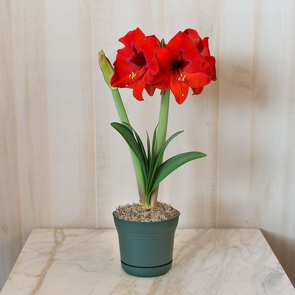 Amaryllis 'Double Six,' one bulb in nursery pot