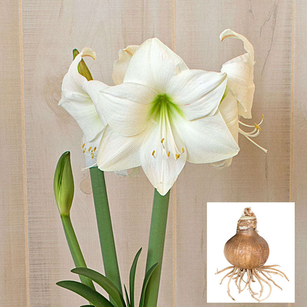 Amaryllis 'Wedding Dance,' one bulb in linen bag
