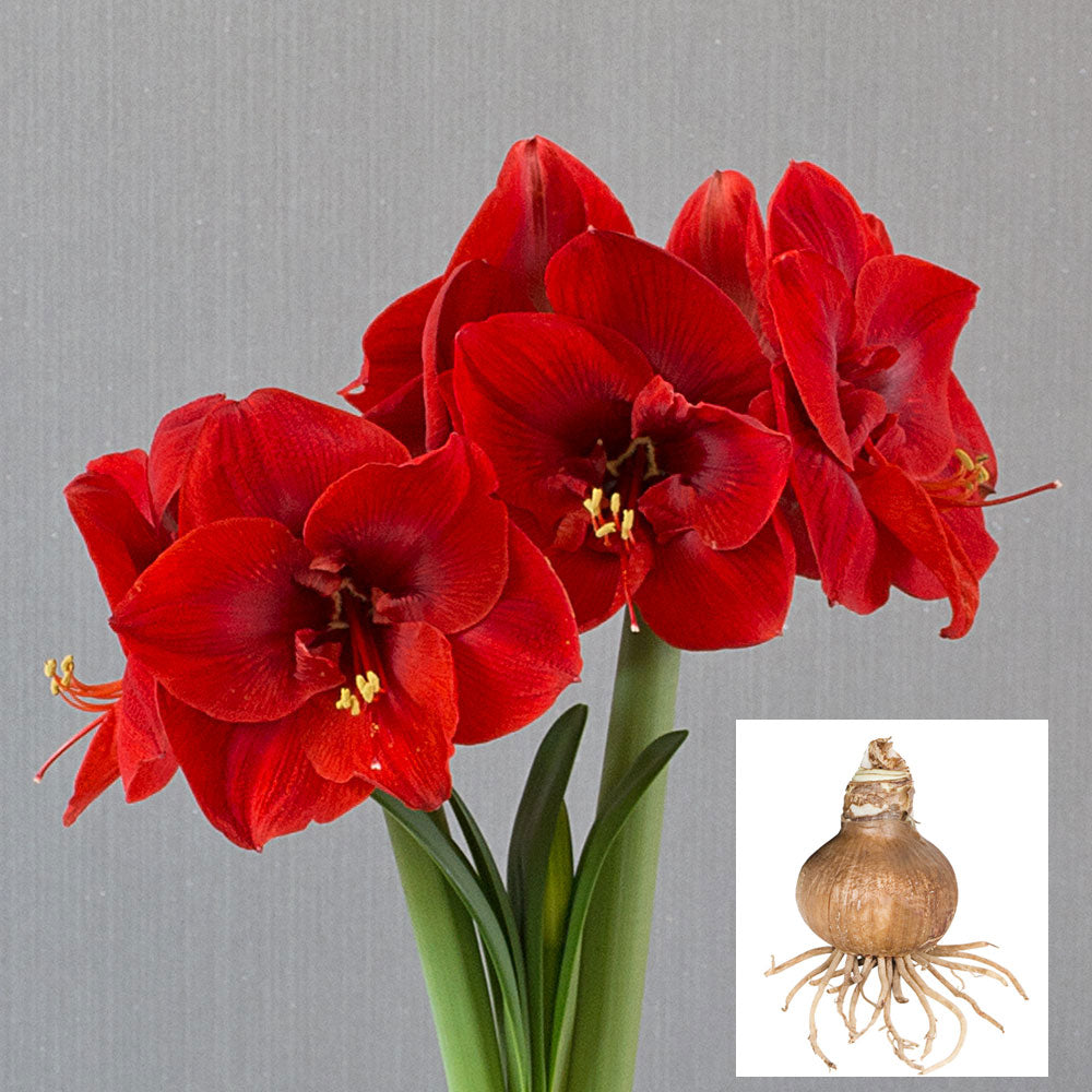 Amaryllis 'Merry Christmas,' one bulb in linen bag
